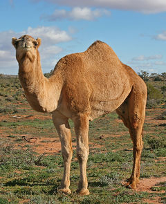 240px-07._Camel_Profile,_near_Silverton,_NSW,_07.07.2007